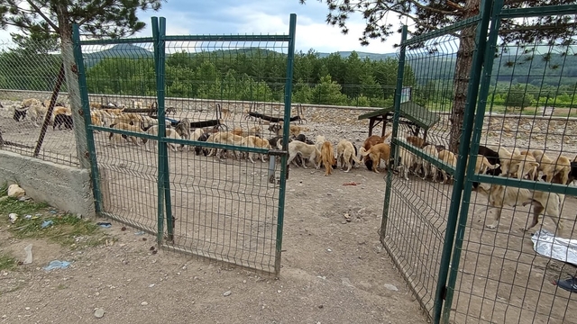 Belediye hayvan barınağının kapısının kilidini kırdılar