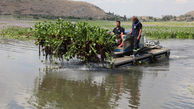 Hatay'da Gölbaşı Gölü'nü kaplayan su sümbülleri temizleniyor
