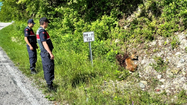Kastamonu'da jandarmanın devriye sırasında bulduğu yaralı karaca tedavi altına alındı
