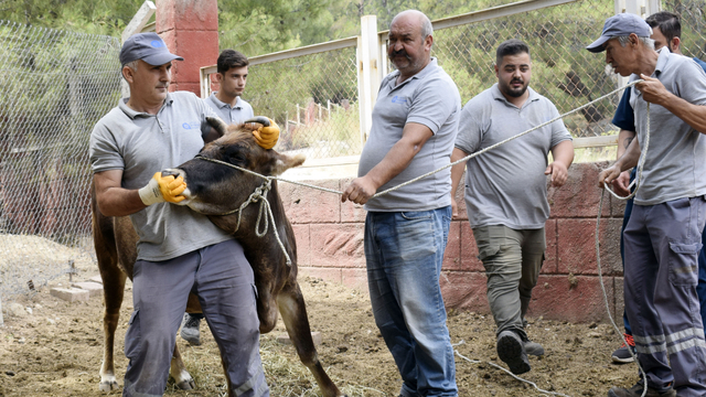 Kurban Bayramı'na özel 'hayvan yakalama ekibi' hazır