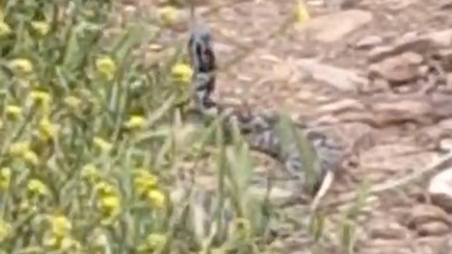 Çanakkale'de yılanların 'çiftleşme dansı' kamerada