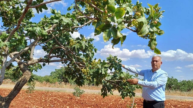 Araban'da Antep fıstığında rekolte düşük bekleniyor