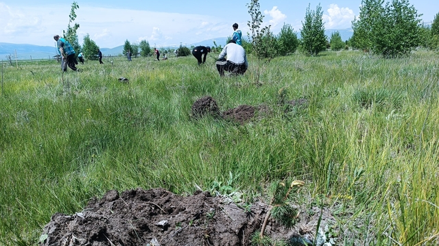 Ardahan'da fidan dikimi yapıldı