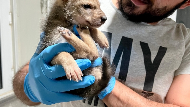 Erzurum'da bitkin halde bulunan kurt yavrusu koruma altına alındı