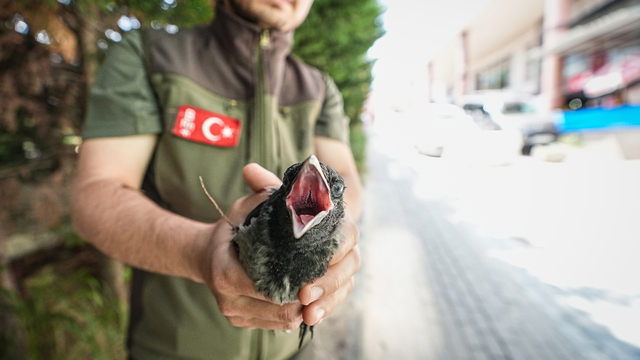 Alçaktan uçarak sesler çıkaran çok sayıda karga yaralı arkadaşlarının yerini gösterdi