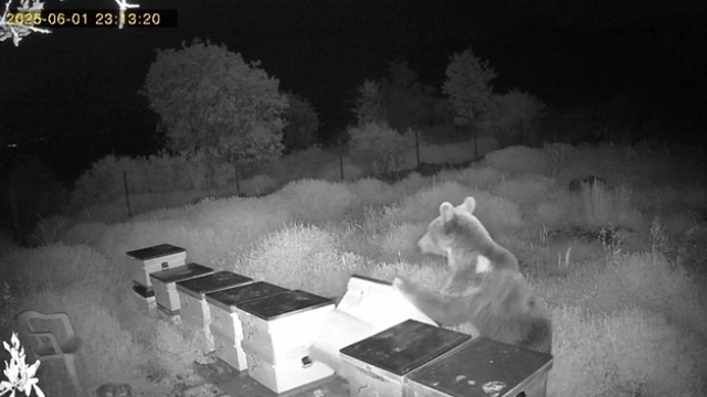 Ayının kovanları parçaladığı anlar kamerada