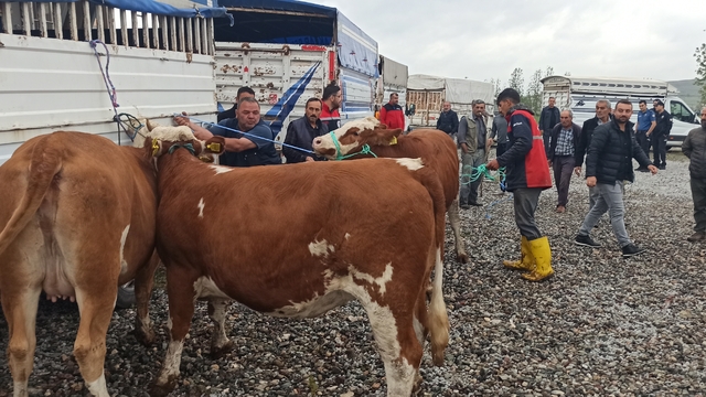 Tokat'ta 160 damızlık gebe düve dağıtıldı