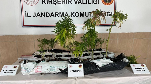 Kırşehir'de uyuşturucu üretimi için kenevir yetiştiren şüpheli yakalandı
