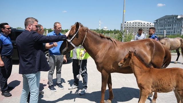 Kırklareli'nde başıboş atlar toplandı