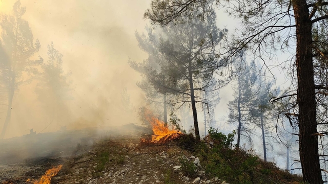 Balıkesir'de orman yangını