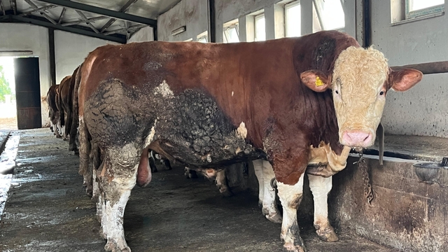 Bingöl'de 1,3 tonluk 'Şampiyon', alıcısını bekliyor