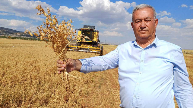 Araban'da nohut hasadı başladı