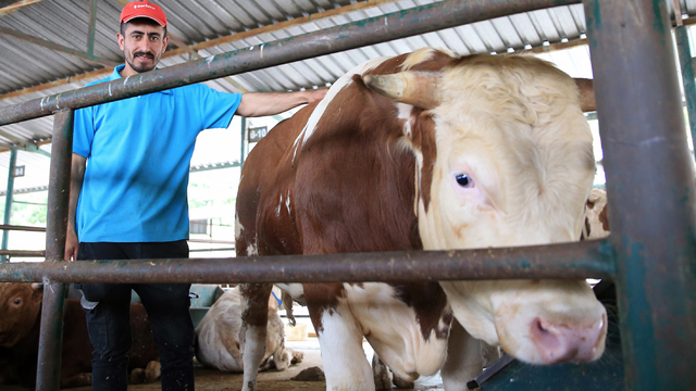 Kurbanlık seçiminde "küpe ve belge" uyarısı