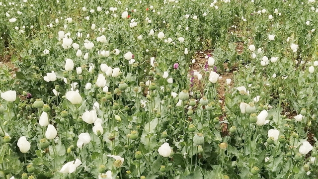 Sandıklı'da haşhaş tarlaları çiçeklendi