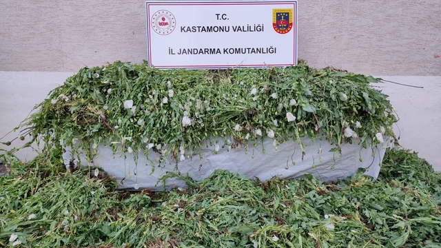 Kastamonu'da 120 bin 300 kök haşhaş bitkisi ele geçirildi