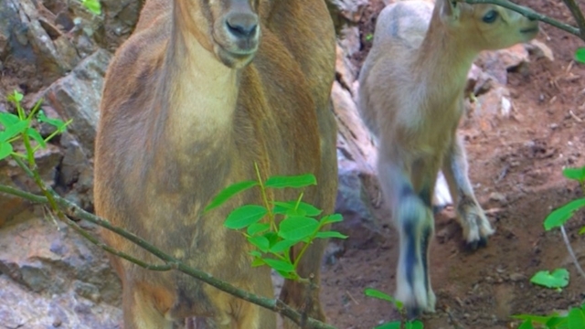 Anne ve yavru dağ keçisi doğada böyle görüntülendi