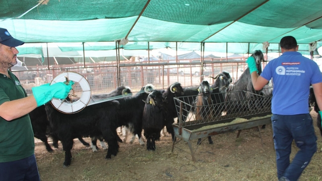 Kumluca'da kurbanlık satışı yapılan alanlar ilaçlandı