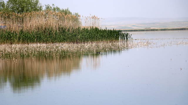 Prof. Dr. Erişmiş: Sazlıklar yakılırsa çıkan metan gazı öldürürebilir