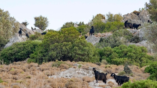 Datça'da 'mavi dil hastalığı' karantinası kaldırıldı