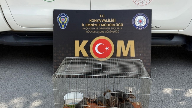 Konya'da nesli tükenme tehlikesi altındaki sincap türünü satışa çıkaran kişi gözaltına alındı
