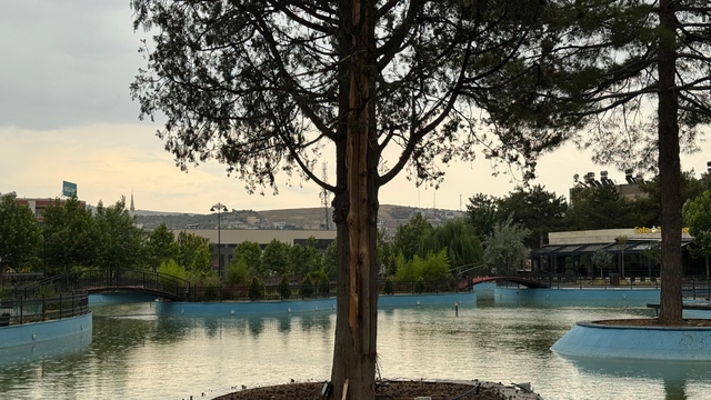 Siirt'te yıldırımın isabet ettiği çam ağacı yarıldı, 200 dönüm buğday yandı