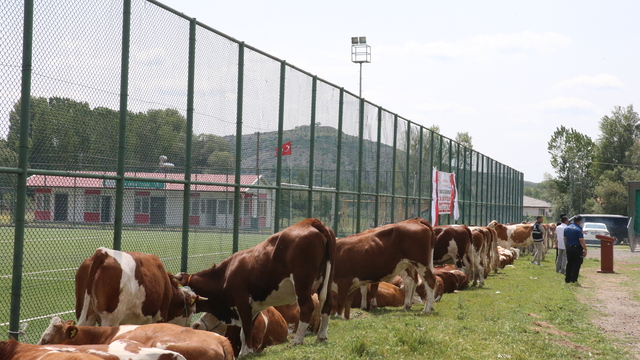 Tokat'ta 64 damızlık gebe düve dağıtıldı