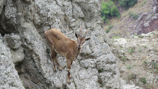 Artvin'de Çoruh Vadisi'ne inen yaban keçileri görüntülendi