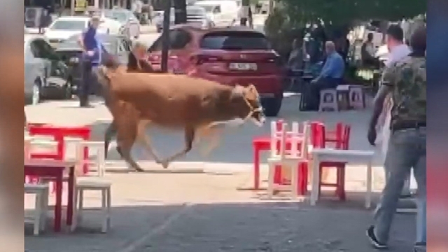 Sahibinin elinden kaçan kurbanlık, mahalleliyi peşinden koşturdu
