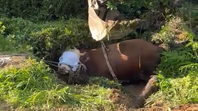 Rize'de kaçan boğa iş makinesiyle kurtarıldı; o anlar kamerada