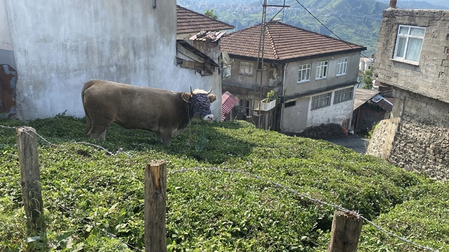 Rize'de kaçan kurbanlık boğa sahiplerine zor anlar yaşattı