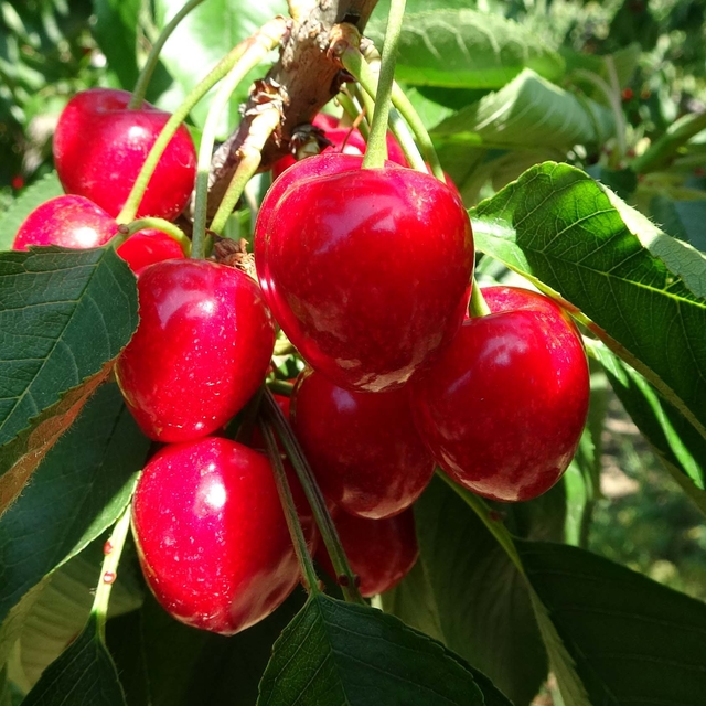 Çay bardağına sığmayan 'Lapseki devi' kirazda hasat zamanı