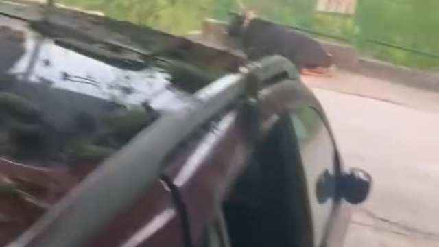 Kurbanlık boğa çıktığı garaj çatısı çökünce otomobilin üzerine düştü