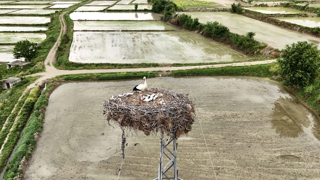 Sinop'ta leyleklerin güvenliği direklere yerleştirilen yapay platformlarla sağlanıyor