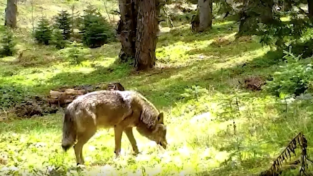 Nesli tehlike altındaki Bozkurt, Bursa'da fotokapana yakalandı