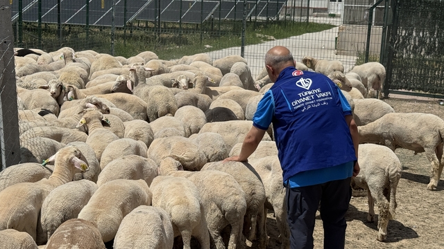 TDV, Konya'da kurban etlerini 12 bin 540 kişiye ulaştıracak