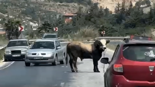 Kaçan boğa kara yoluna çıktı