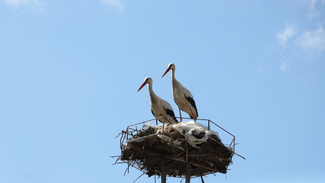 Tekirdağ'da Karamehmet Mahallesi yıllardır leyleklere yuva oluyor