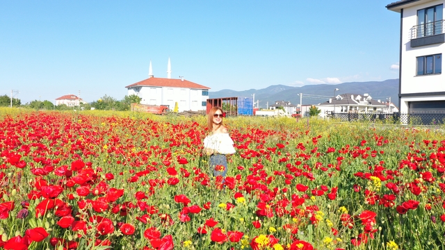Bolu'da tarlada açan gelincikler güzel görüntü oluşturdu