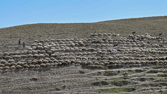 Van'da proje kapsamında besicilere dağıtılan koyun sayısı 235 bine ulaştı