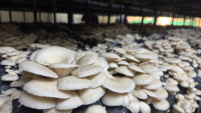 Mutfak masrafını karşılamak için kurduğu tesiste yıllık 36 ton mantar üretiyor