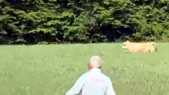 Kaçan kurbanlık boğa ormanda yakaladı