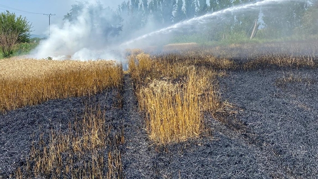 Osmaniye'de çıkan yangında 20 dönümlük buğday tarlası zarar gördü