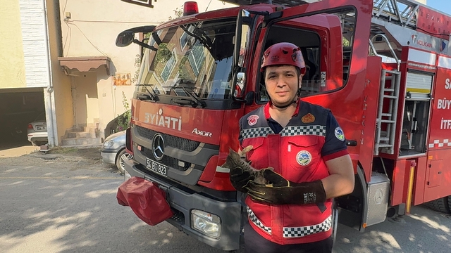 Ağaçta iki gün mahsur kalan kedi yavrusunu itfaiye ekipleri kurtardı