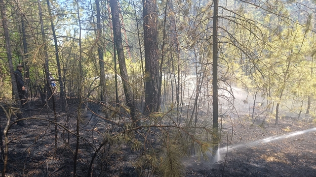 Mengen'de çıkan örtü yangını söndürüldü