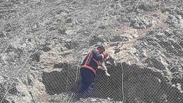 Koruma ağlarına takılan yabani keçiler kurtarıldı