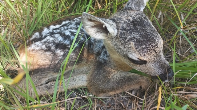 Tarlada bulunan yavru karaca annesine kavuştu