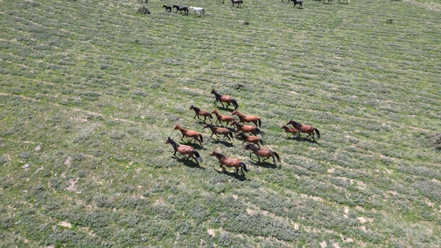 Emir Dağları'ndaki yılkı atları dronla görüntülendi