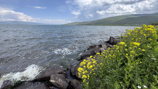 Kışın buz tutan Çıldır Gölü'nün çevresi çiçeklerle kaplandı