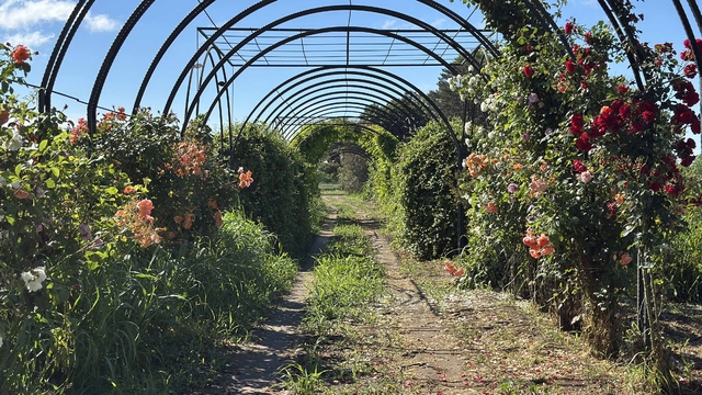 'Koku tüneli'nden geçenler, güzel hava soluyup, çeşit çeşit bitki tanıyor