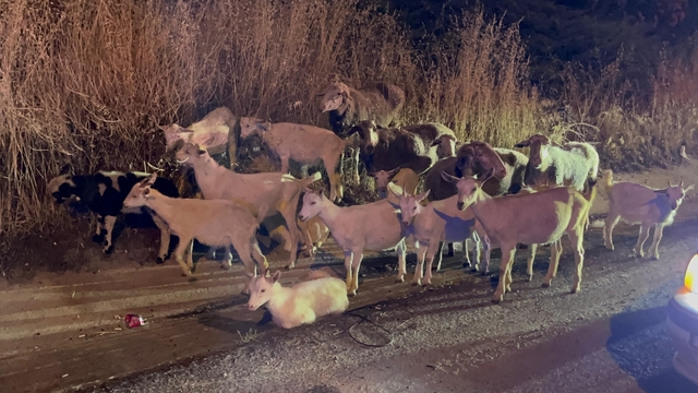 Çorlu'da kaybolan keçiler yol kenarında bulundu